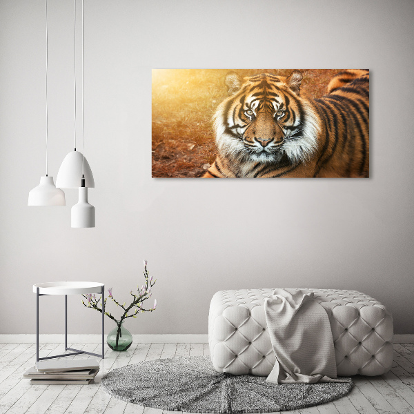 Acrylbild Fotodruck Bengal-Tiger