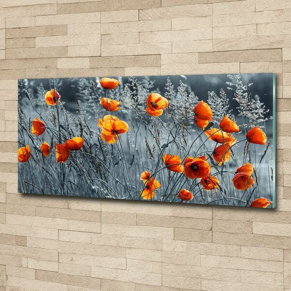 Acrylbild Fotodruck Feldmohn