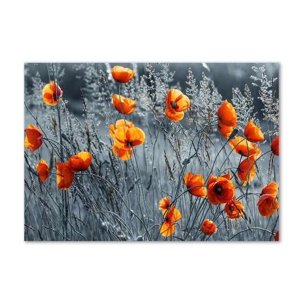 Acrylbild Fotodruck Feldmohn
