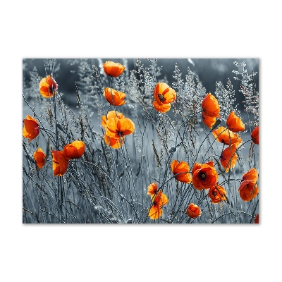 Acrylbild Fotodruck Feldmohn