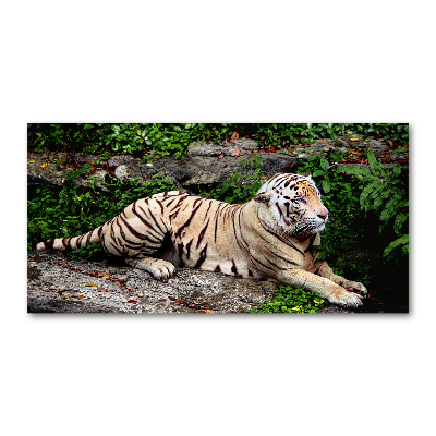 Acrylbild Fotodruck Tiger auf einem Felsen