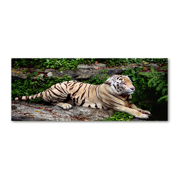 Acrylbild Fotodruck Tiger auf einem Felsen