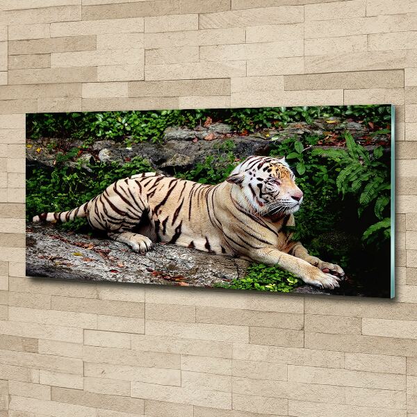 Acrylbild Fotodruck Tiger auf einem Felsen