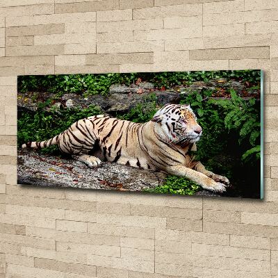 Acrylbild Fotodruck Tiger auf einem Felsen