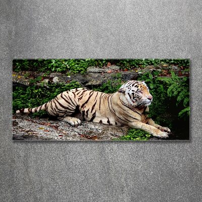 Acrylbild Fotodruck Tiger auf einem Felsen