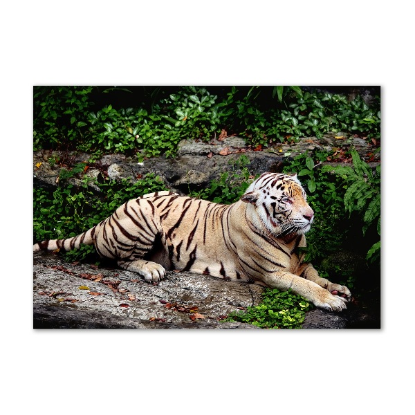 Acrylbild Fotodruck Tiger auf einem Felsen