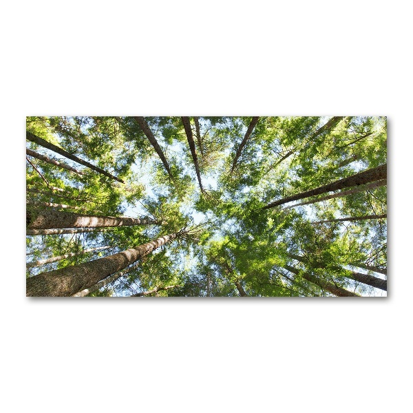 Acrylglas-Druck Baumkrone