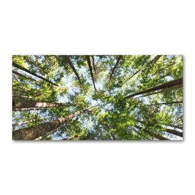 Acrylglas-Druck Baumkrone