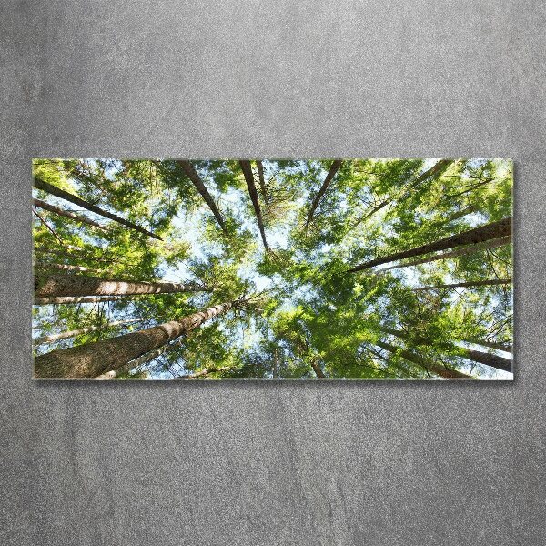 Acrylglas-Druck Baumkrone