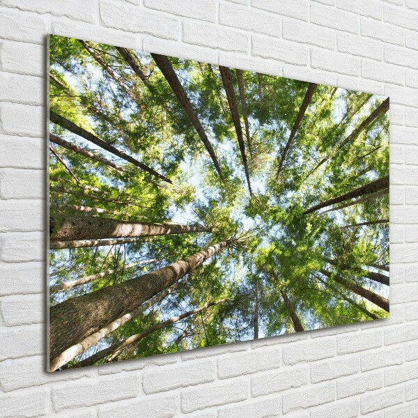 Acrylglas-Druck Baumkrone