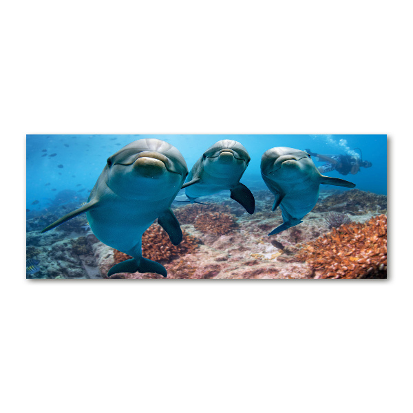 Acrylglas-Druck Delfine