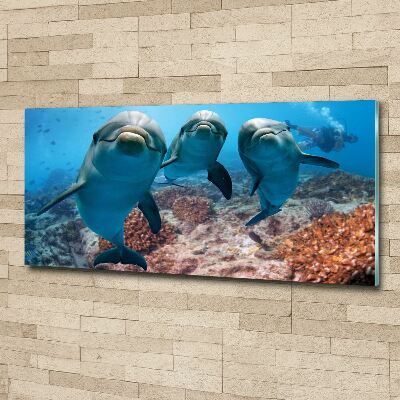 Acrylglas-Druck Delfine