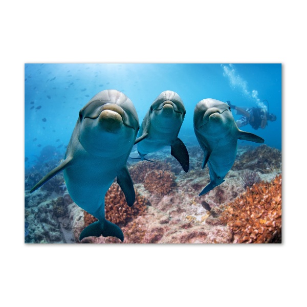 Acrylglas-Druck Delfine