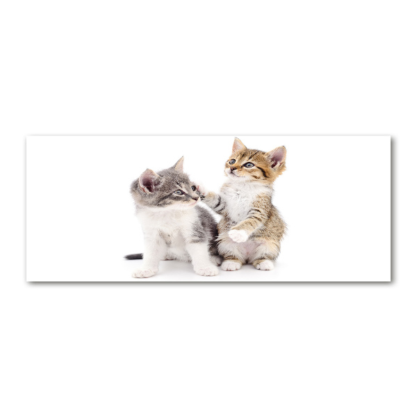 Bild auf Acrylglas Zwei kleine Katzen
