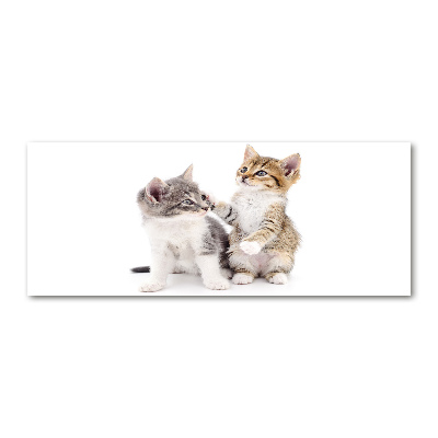 Bild auf Acrylglas Zwei kleine Katzen
