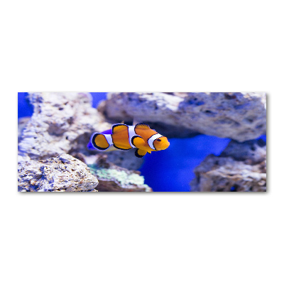 Acrylglas-Druck Korallenriff-Clownfisch