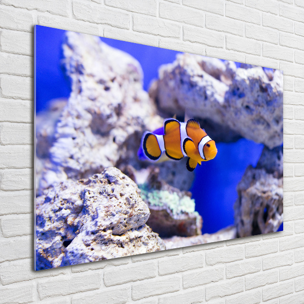 Acrylglas-Druck Korallenriff-Clownfisch