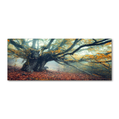 Foto auf Acryl Alter Baum