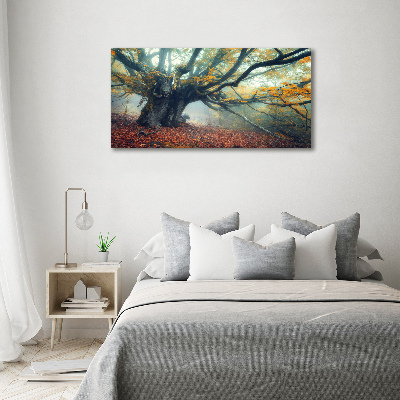 Foto auf Acryl Alter Baum