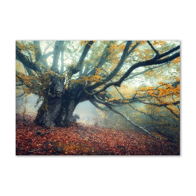 Foto auf Acryl Alter Baum