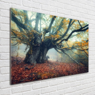 Foto auf Acryl Alter Baum