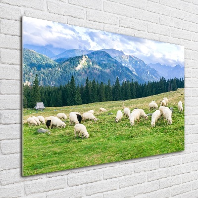 Acrylbild Fotodruck Schafe in der Tatra