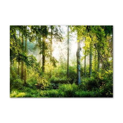 Foto auf Acryl Morgensonne Wald