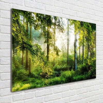 Foto auf Acryl Morgensonne Wald