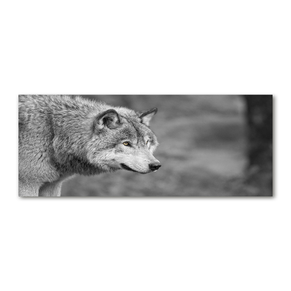 Acrylglas-Druck Grauer Wolf