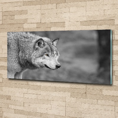 Acrylglas-Druck Grauer Wolf