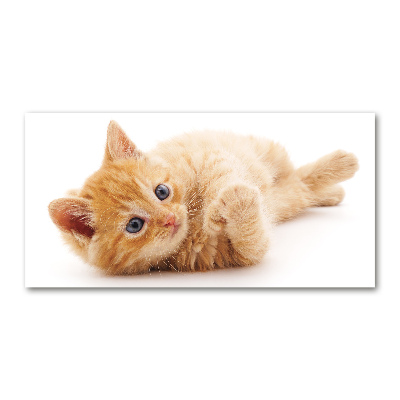 Foto auf Acryl Ingwerkatze