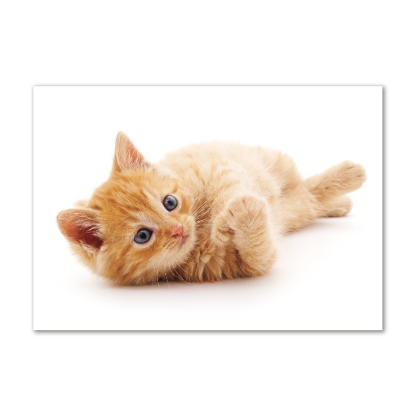 Foto auf Acryl Ingwerkatze