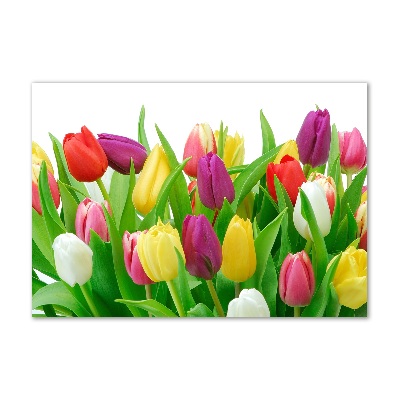 Acrylbild Fotodruck Bunte Tulpen