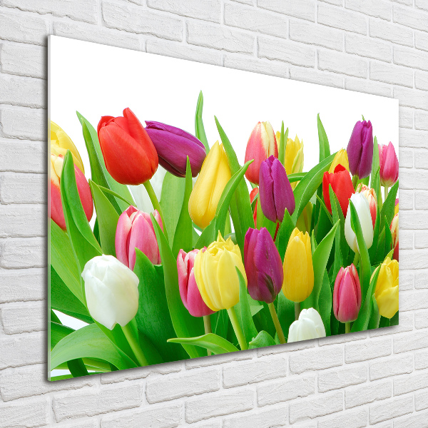 Acrylbild Fotodruck Bunte Tulpen