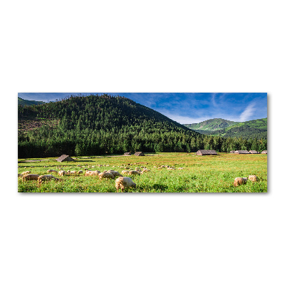 Bild auf Acrylglas Schafe in der Tatra