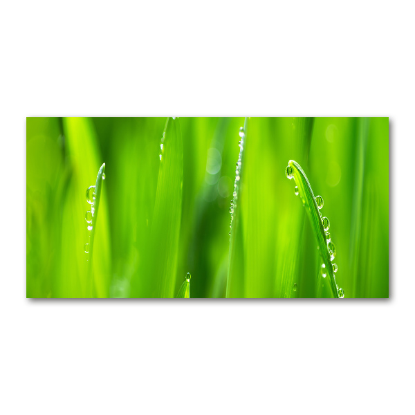 Acrylglas-Druck Junger Hafer