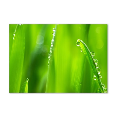 Acrylglas-Druck Junger Hafer