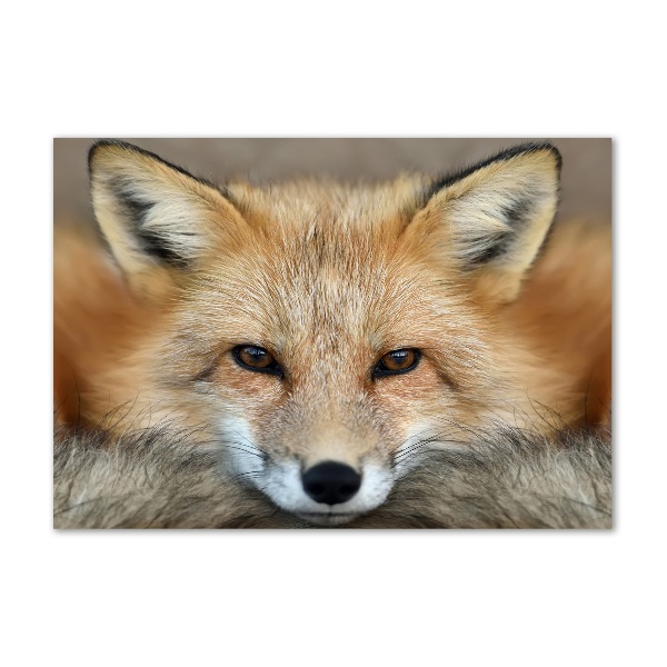 Acrylglas-Druck Fuchs