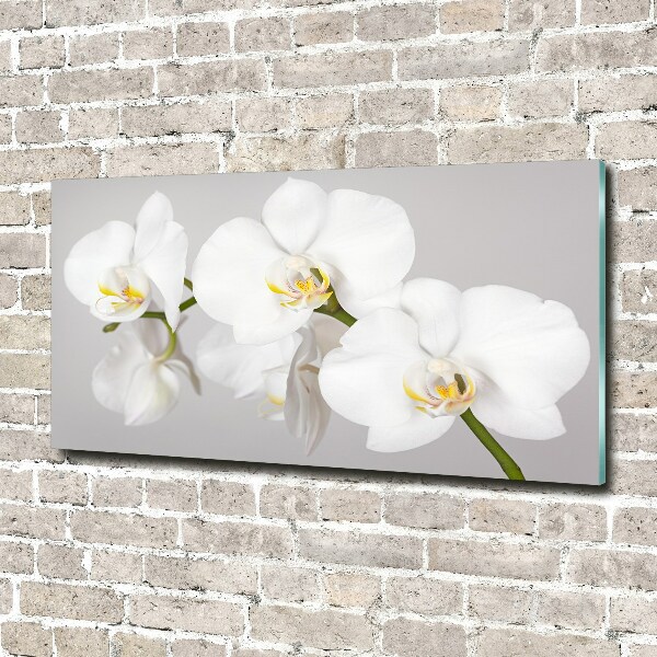 Bild auf Acrylglas Orchidee