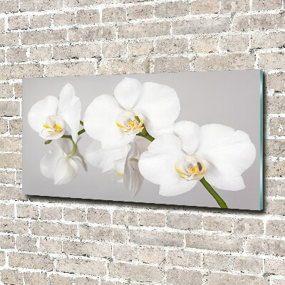 Bild auf Acrylglas Orchidee