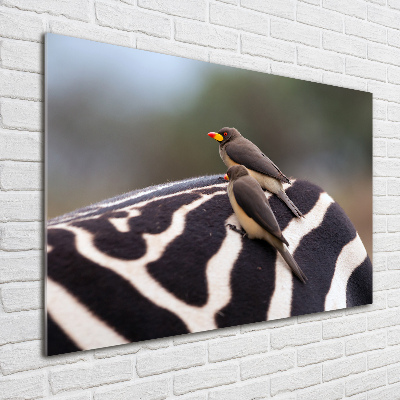 Foto auf Acryl Vögel und Zebras