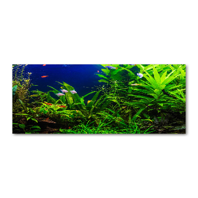 Acrylbild Fotodruck Fische im Aquarium