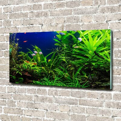 Acrylbild Fotodruck Fische im Aquarium