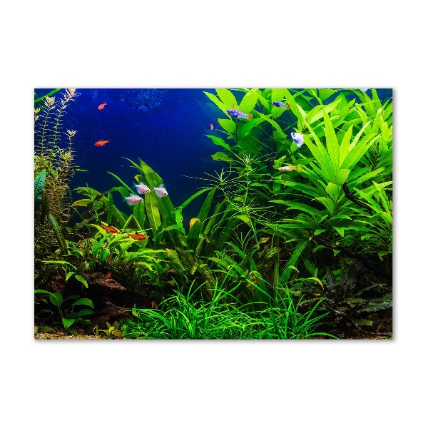 Acrylbild Fotodruck Fische im Aquarium