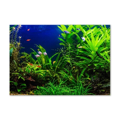 Acrylbild Fotodruck Fische im Aquarium