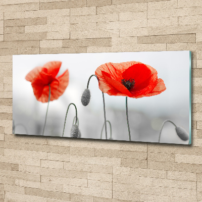 Acrylbild Fotodruck Mohnblumen