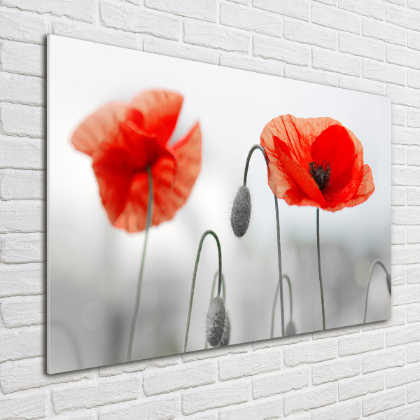 Acrylbild Fotodruck Mohnblumen