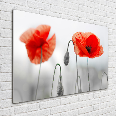 Acrylbild Fotodruck Mohnblumen