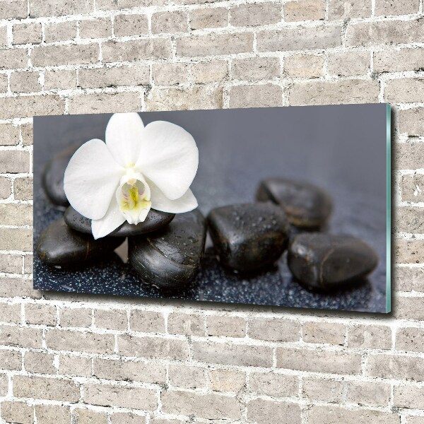 Acrylglas-Druck Orchidee