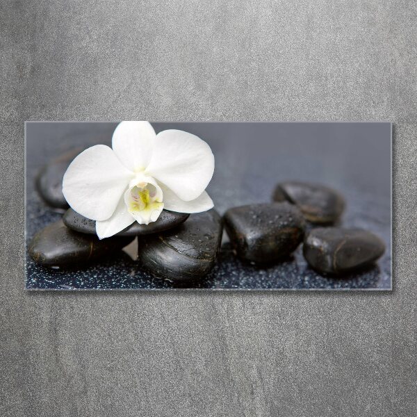 Acrylglas-Druck Orchidee
